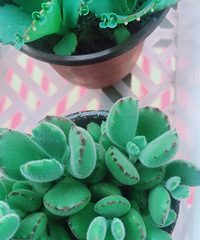 �Ҽ�����