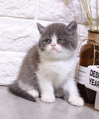 ����2���¾�Ʒ���׵ܵ�