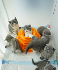 ��������Ӣ�����׺���è���¼�