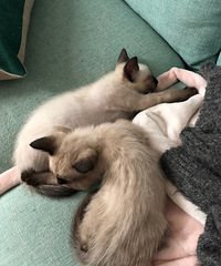 ����è�Լ����ģ�����1��1ĸ������Ȥ�������ſ�è��˽��