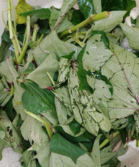 ���۸��᡿������Ҷ�Ӻ͹����ĸ�����Ӫ����