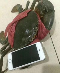 ���۸��᡿��ô���з120Ԫ/�ֵ����