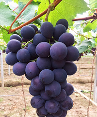 ���˵�����