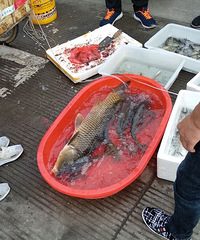 野生鲤鱼竟然有这么大的