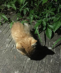 ��ɫС�����˽�һ��