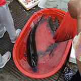 野生鲤鱼竟然么大