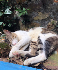 �벻�����������˯��