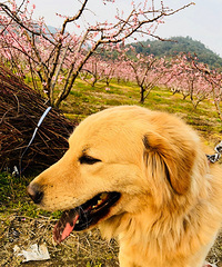 ���ܴ��ëת��