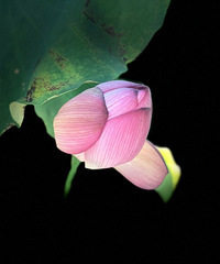 С�ɲ�¶���ǡ���