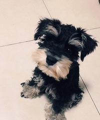 ���ۼ���ѩ������ɫ