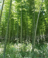 ��Խ�����������ߡ�