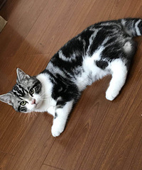 ����С�����������˹���