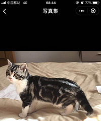 ����С�����������˹���