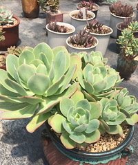 夏天控点状态好难