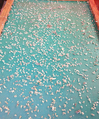 ���۸��᡿����ץ�з�磬һ����û����ǧ���룿