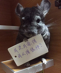 ת����è�ӹ�����������Ʒ