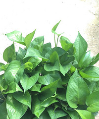 ̨������԰�ջ����������ۡ����