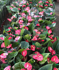 ̨������԰�ջ����������ۡ����