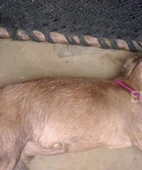 ӡ��8�������ּ黳��ɽ���������� ���˳���������