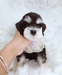 ���ۼ���ѩ����۸��