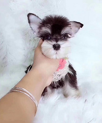 ���ۼ���ѩ����۸��