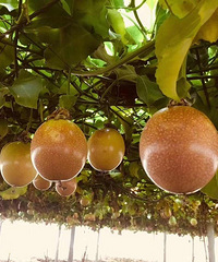 �����ǰ�����������Ķ����ջ�