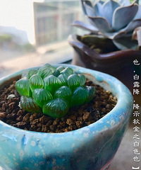 一叶知秋