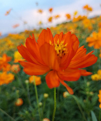 ��������Ұ��Ļ�������᮴�ø�ɣ��