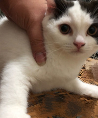 �ؼ۳�һֻӢ��