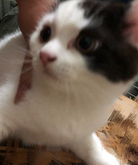 �ؼ۳�һֻӢ��