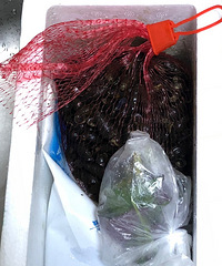 ����������� �ġ��������ϡ��������� �óԵ�ͣ������