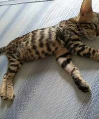 ��è���ͼۻ�ӭ��ѯ~