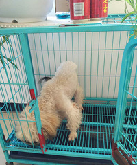 ������ͳ��ﹷ