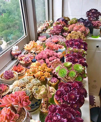 ��Щ�������ҵĸö����