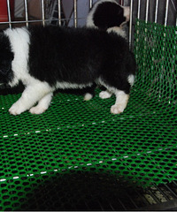 ����С��