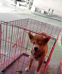 4���´�Сĸ��ת�ã���Ѫͳ��CKU֤�飡