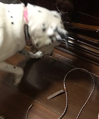 ���Ӵ�ս�䷹��