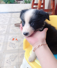 ����˫Ѫͳ������С����