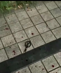 �������Ƿ���һ������˺����������ӱ����ü���ͱ��