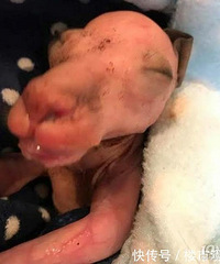 �����ֳ�������������ϣ����ͻȻ������ֻС�������