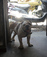 Ѫͳ����Ӣ����ţ