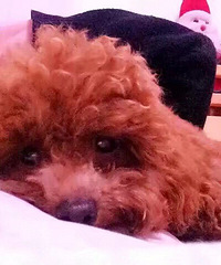 Ѱ��һ��С̩��