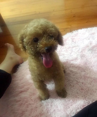 寻找一条小泰迪