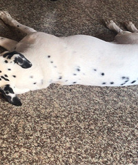 �������ڻ���ʯ�������