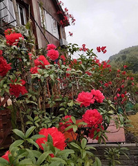 ���ˢ������Ȧ��̨�ݴ�ɽ�ﾪ��С���ǣ������Թ���ʵ