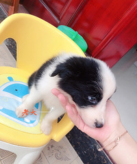 ��˫Ѫͳ����С����