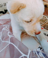 ������͹���