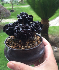 ̨�������ߵĶ�����ֲ�ߣ�רҵ�о���ʦƷ��