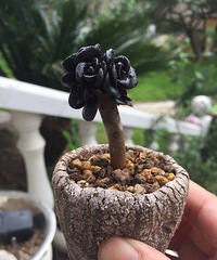 ̨�������ߵĶ�����ֲ�ߣ�רҵ�о���ʦƷ��