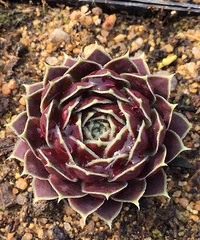 ������⣬̨�������ߵĶ���ָ����